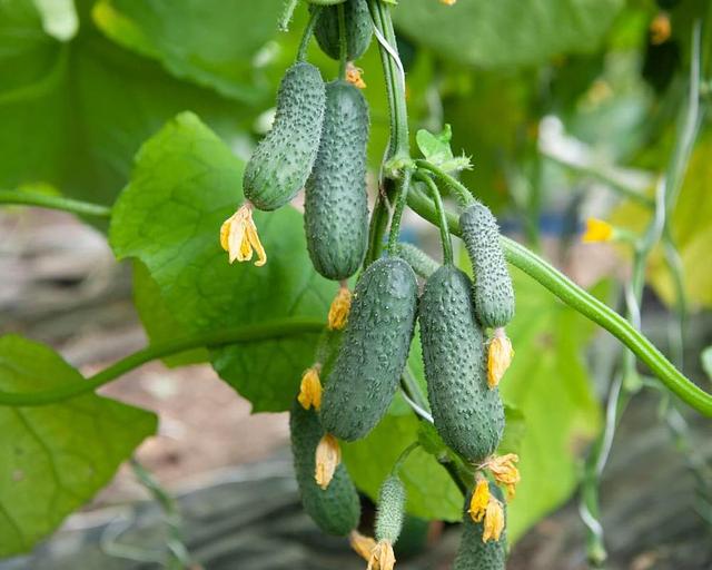 Профессиональные семена огурца F1 «Стартап» опт фото 1