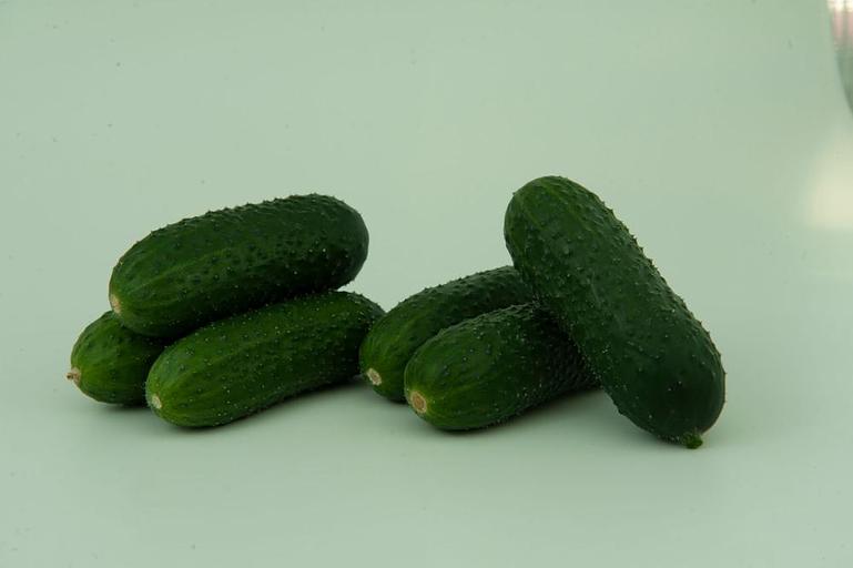 Профессиональные семена огурца F1 «Стартап» опт фото 2