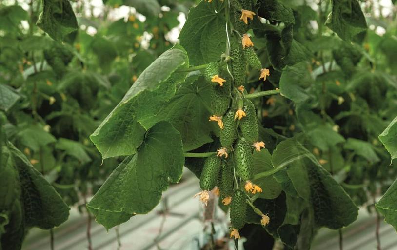 Профессиональные семена огурца F1 «Смарт» опт фото 1