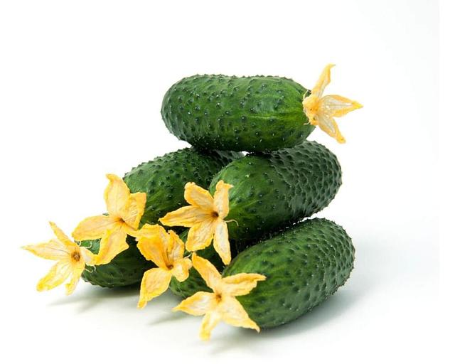 Профессиональные семена огурца F1 «Смарт» опт фото 2