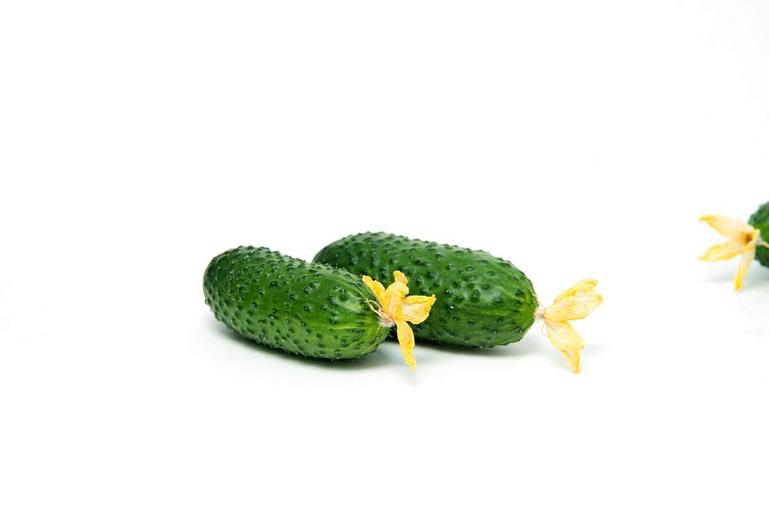 Профессиональные семена огурца F1 «Смарт» опт фото 4