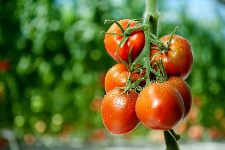 Профессиональные семена томата F1 «Иман» селекция опт фото 2