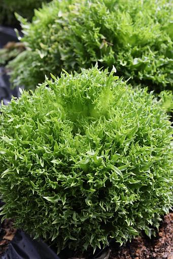 Профессиональные семена салата «Филигрань» опт фото 5