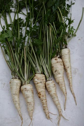 Профессиональные семена петрушка корневая «Петровна» опт фото 2