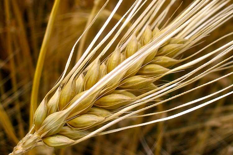 Семена ячменя ярового сорт «Формат» пивоваренный РС1, опт фото 1