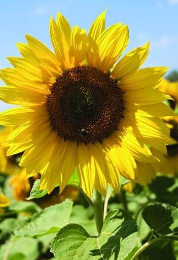 Семена подсолнечника «Эдванс» F1, опт фото 1