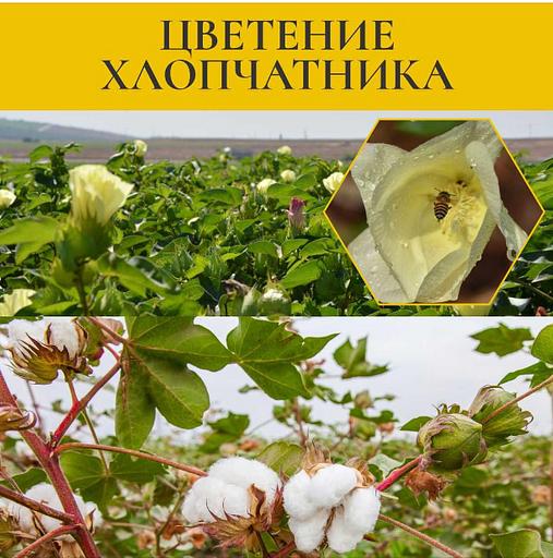 Мед хлопковый 350 г ОПТ фото 4