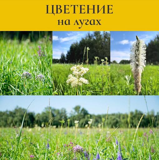 Мёд разнотравье 350 г ОПТ фото 4