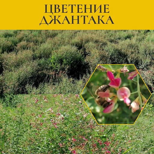 Мёд джантаковый 350 г ОПТ фото 3