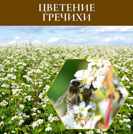 Мёд гречишный 350 г ОПТ фото 3