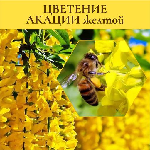 Мёд акациевый 900 г ОПТ фото 3
