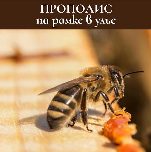 Прополис 10 г ОПТ фото 4