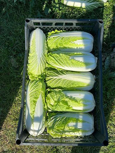 Ящик для яблок, пекинской капусты, винограда, рыбы (до 16-18кг) фото 3