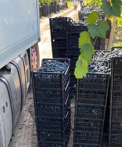 Ящик для яблок, пекинской капусты, винограда, рыбы (до 16-18кг) фото 4