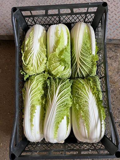 Ящик для яблок, пекинской капусты, винограда, рыбы (до 16-18кг) фото 6