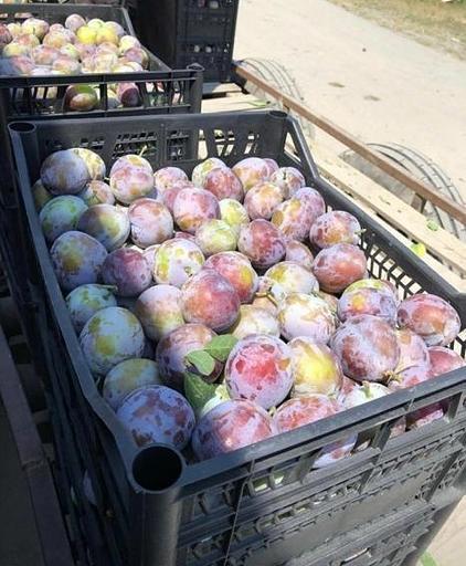 Ящик для слив, черешни, винограда (до 10 кг) фото 3