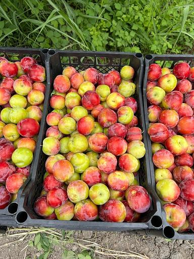 Ящик для слив, черешни, винограда 500х300х150 мм (до 10 кг) фото 4