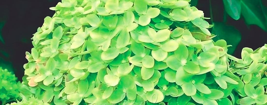 Гортензия метельчатая «Mojito» опт фото 1