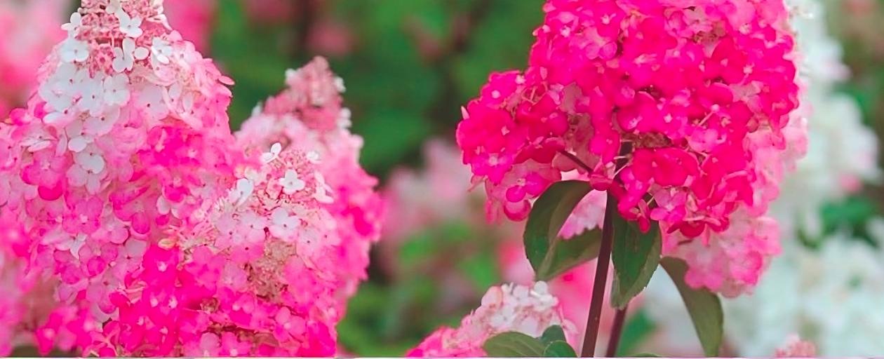 Гортензия метельчатая «Rensam/Самарская Лидия» опт фото 1