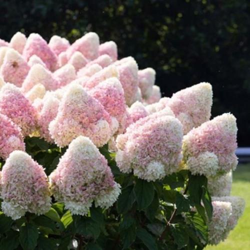 Гортензия метельчатая «Summer Love» опт фото 1
