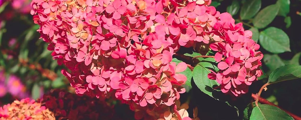 Гортензия метельчатая «Confetti» опт фото 1