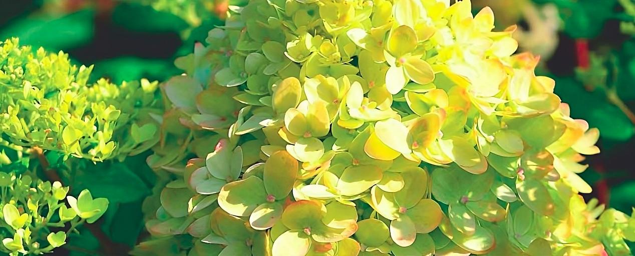 Гортензия метельчатая «Little Passion» опт фото 1