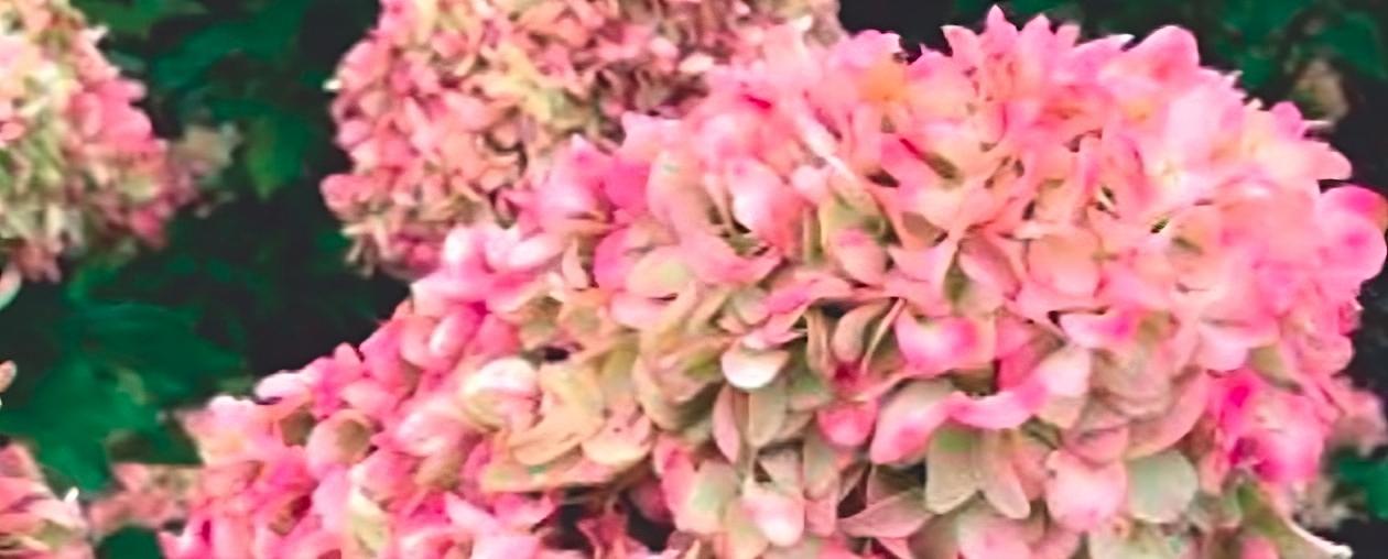 Гортензия метельчатая «Cotton Cream» опт фото 1