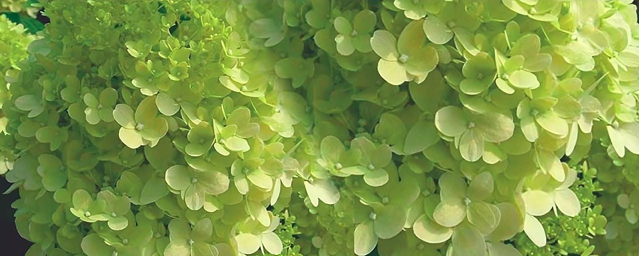 Гортензия метельчатая «Candlelight» опт фото 1