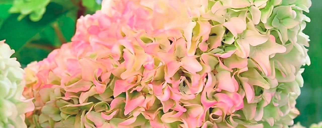 Гортензия метельчатая «Little fraise» опт фото 1