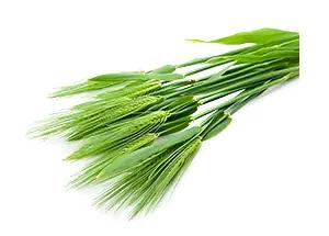 Удобрение для роста растений «Изагри Вита» 10 л опт фото 2