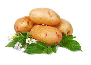 Удобрение для роста растений «Изагри Фосфор» 10 л опт фото 2