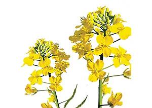 Удобрение для роста растений «Изагри Сера» 10 л опт фото 2