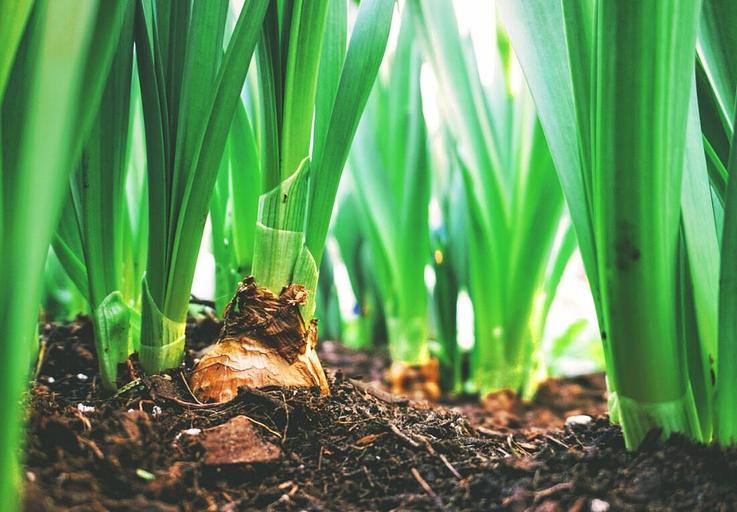 Жидкое удобрение с микроэлементами и аминокислотами для овощей опт фото 9