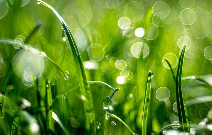 Комплексное азотное удобрение для газона опт фото 8