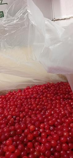 Калина красная замороженная ОПТ фото 1