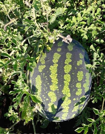 Семена арбуза «Холодок» фото 1