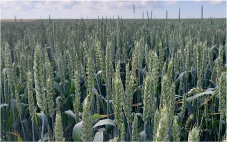 Семена озимой пшеницы «БАТЯ», опт фото 1