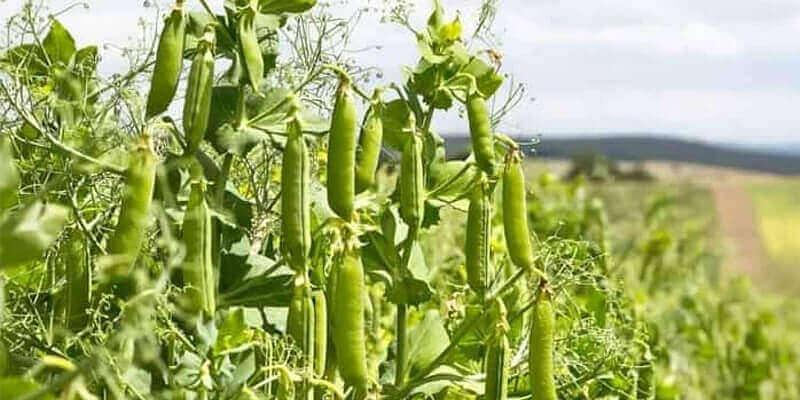 Семена гороха «ФОКОР», опт фото 1