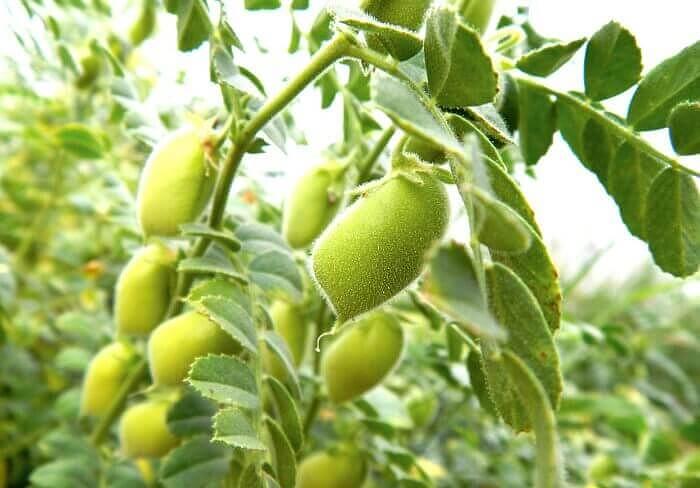 Семена нута «ПРИВО 1», опт фото 1