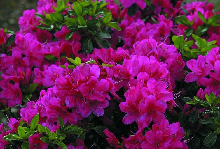 Азалия\Рододендрон (Rhododendron Astrid) опт фото 1