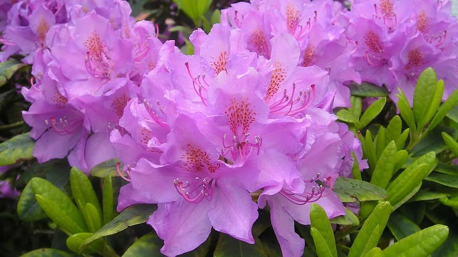 Азалия\Рододендрон( Rhododendron Brigitte) опт фото 1