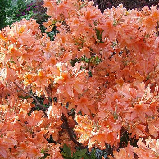 Азалия\Рододендрон (Rhododendron Nova Zembla) опт фото 1