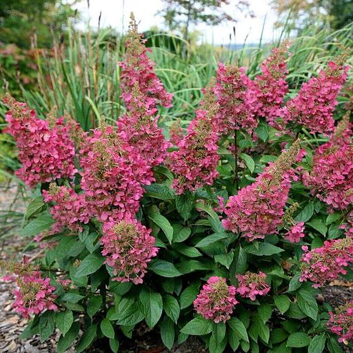 Гортензия метельчатая (Hydrangea paniculata Pinky Winky) 60-80см опт фото 1