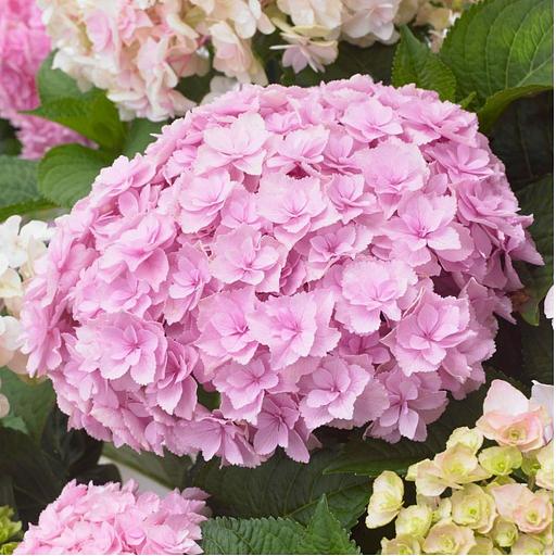 Гортензия крупнолистная (Hydrangea macrophylla Doppio Nuvola) опт фото 1