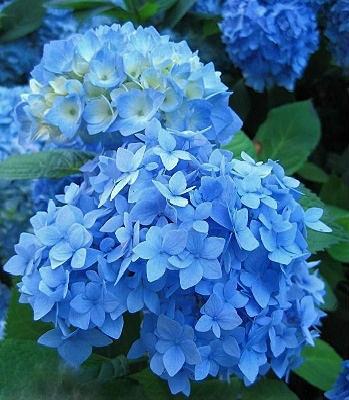 Гортензия крупнолистная (Hydrangea macrophylla Nikko Blue) опт фото 1