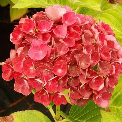 Гортензия (Hydrangea macrophylla Rembrandt Rosso Glory) опт фото 1