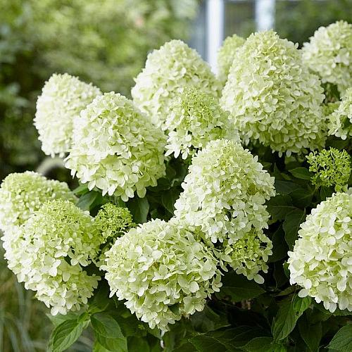 Гортензия метельчатая (Hydrangea paniculata Little Alf) 20-40см опт фото 1