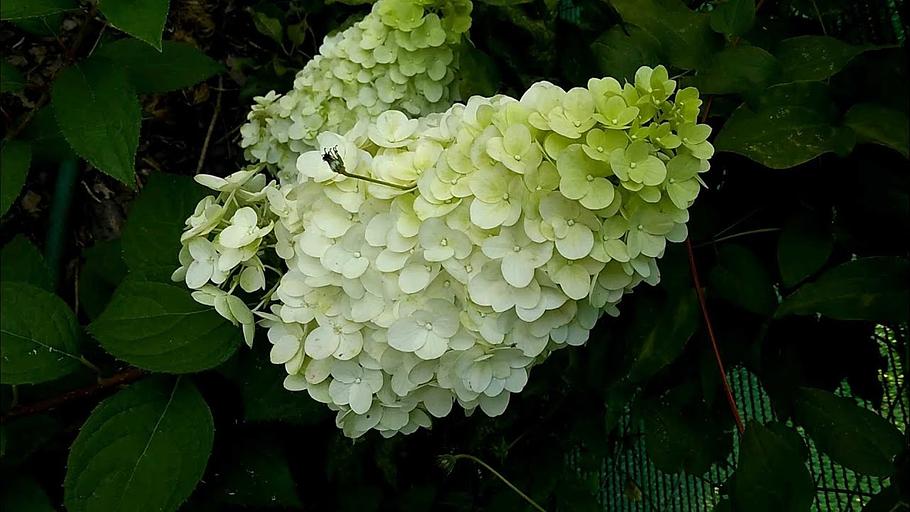 Гортензия метельчатая (Hydrangea pan.Magical Killimanjaro) 40-60см опт фото 1