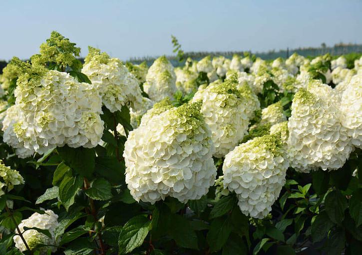 Гортензия метельчатая (Hydrangea paniculata Mont Blanc) опт фото 1