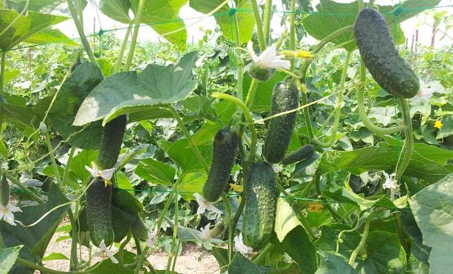 Семена «Ранний огурец 18100 F1 Esasem» 1000 семян ОПТ фото 2